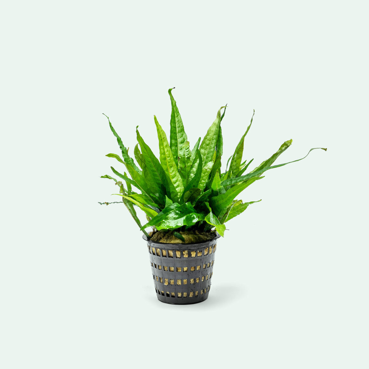 Microsorum Pteropus Java Fern Mother Plant | Live Plants - Glass Aqua