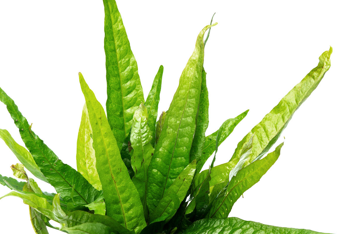 Microsorum Pteropus Java Fern Mother Plant | Live Plants - Glass Aqua