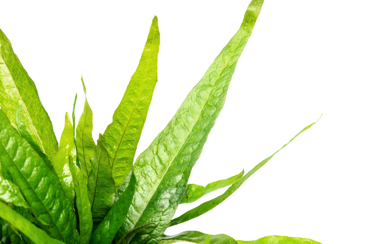 Microsorum Pteropus Java Fern Mother Plant | Live Plants - Glass Aqua