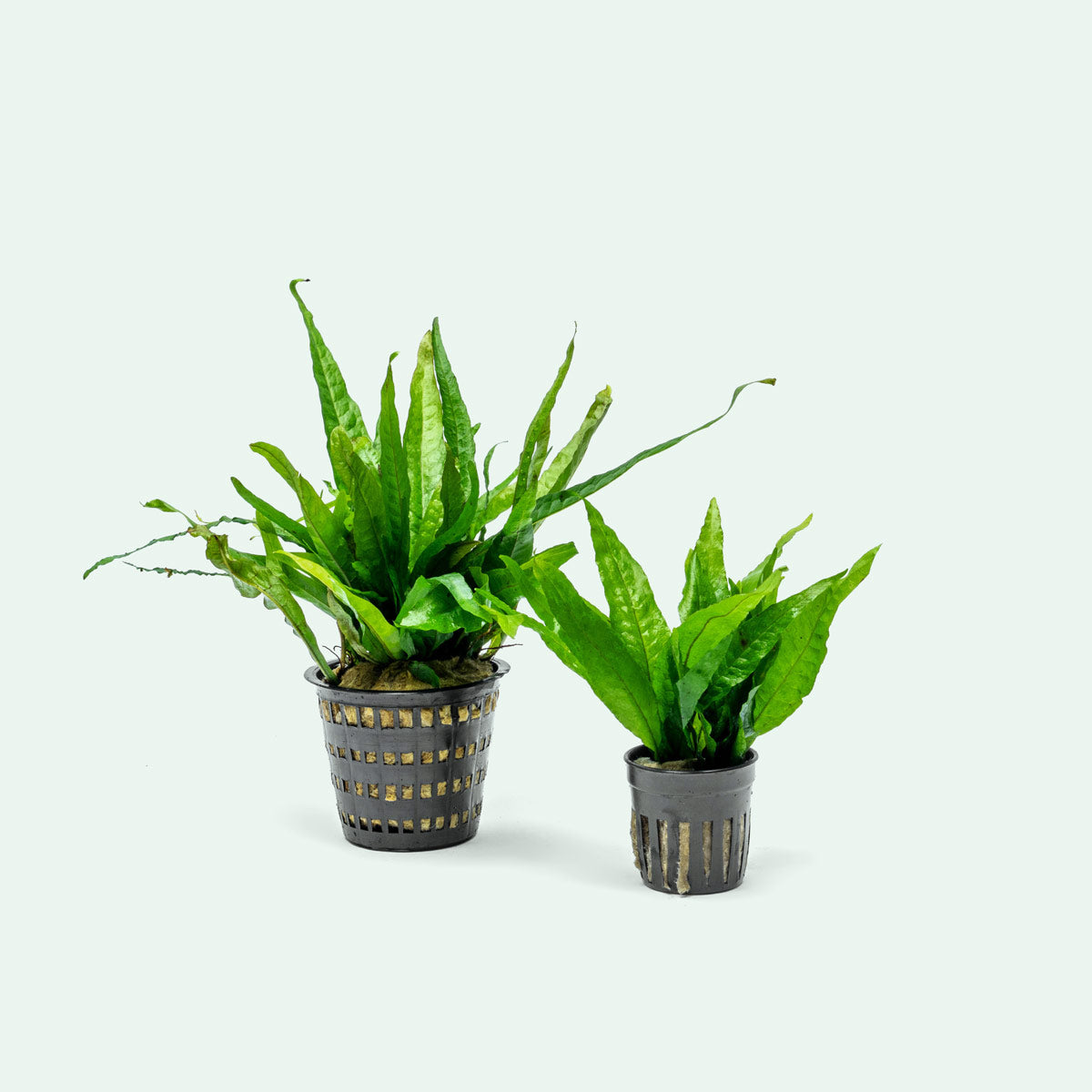 Microsorum Pteropus Java Fern Mother Plant | Live Plants - Glass Aqua
