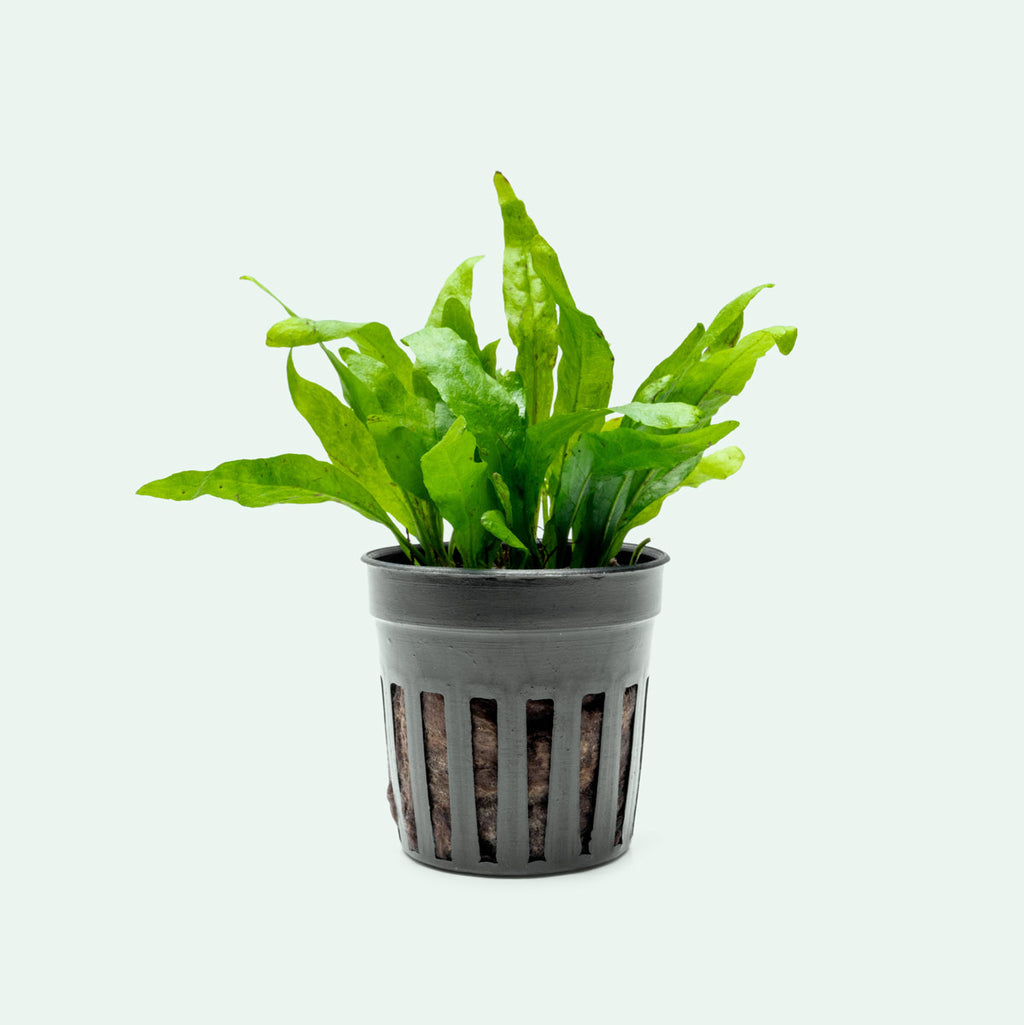 Java Fern Microsorum Pteropus Narrow Leaf Mini Live Aquatic Plant