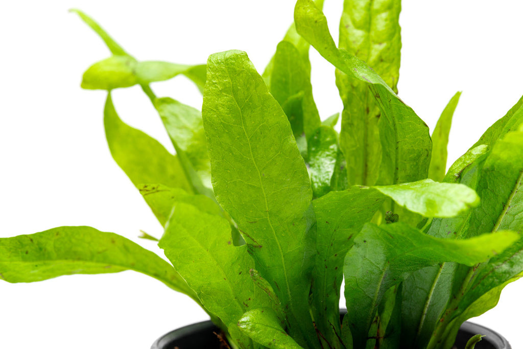 Java Fern Microsorum Pteropus Narrow Leaf Mini Live Aquatic Plant
