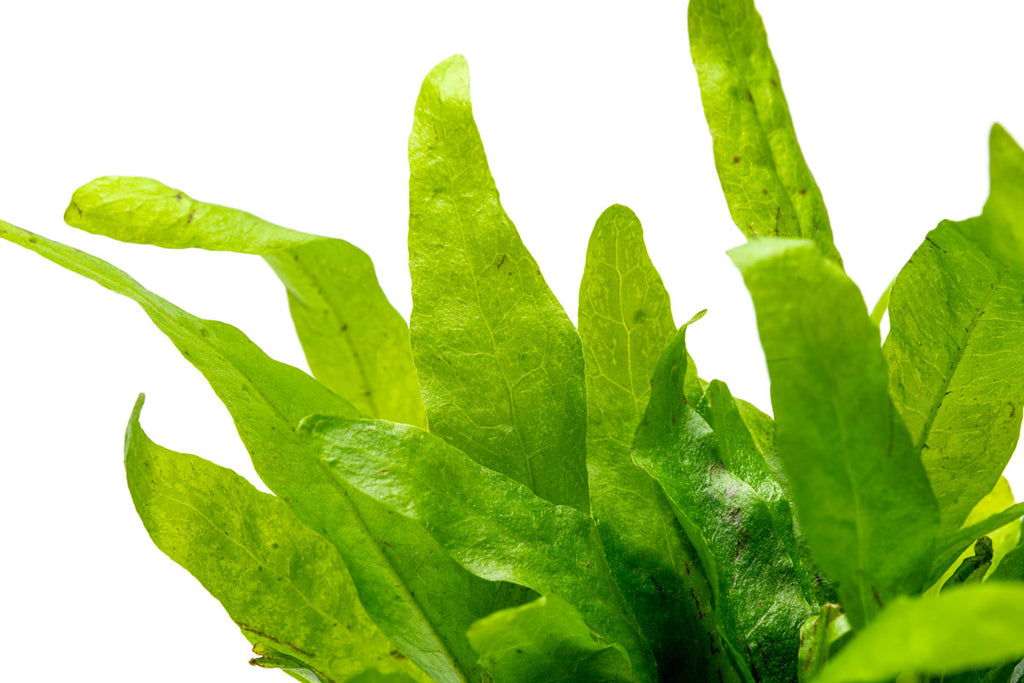 Java Fern Microsorum Pteropus Narrow Leaf Mini Live Aquatic Plant