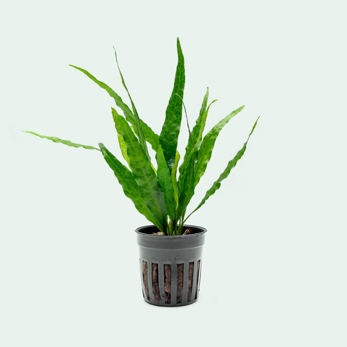 Java Fern Microsorum Pteropus Narrow Leaf Live Aquatic Plant – Glass Aqua