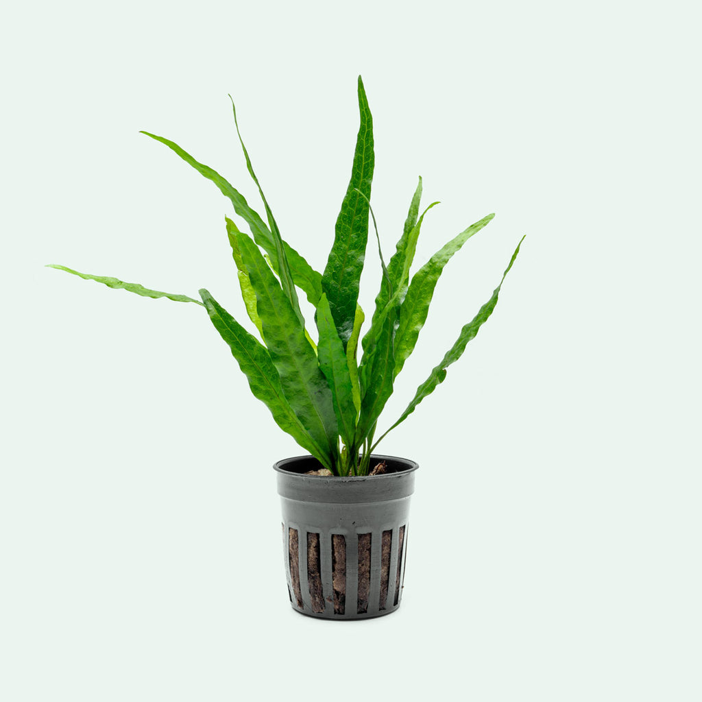 Shop Microsorum Pteropus Narrow Leaf Aquatic Plants - Glass Aqua