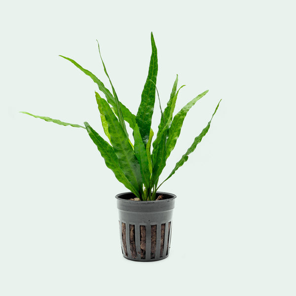 Java Fern Microsorum Pteropus Narrow Leaf Live Aquatic Plant – Glass Aqua