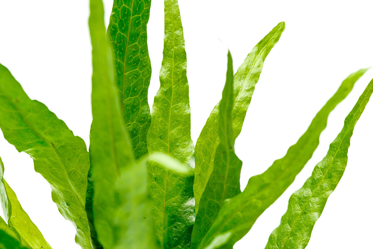 Java Fern Microsorum Pteropus Narrow Leaf Live Aquatic Plant – Glass Aqua