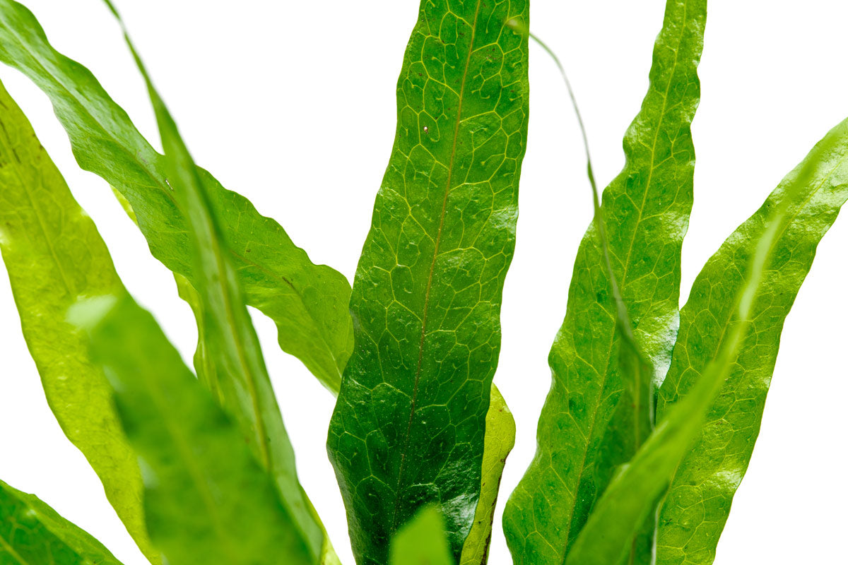 Shop Microsorum Pteropus Narrow Leaf Aquatic Plants - Glass Aqua