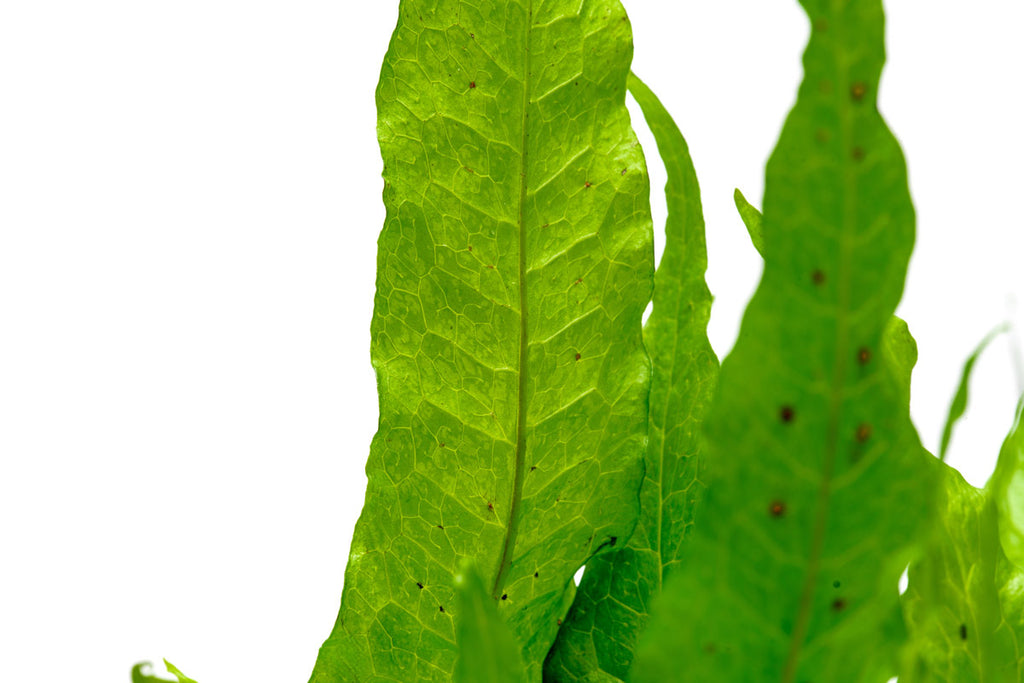 Java Fern Microsorum Pteropus Philippine Live Aquatic Plant
