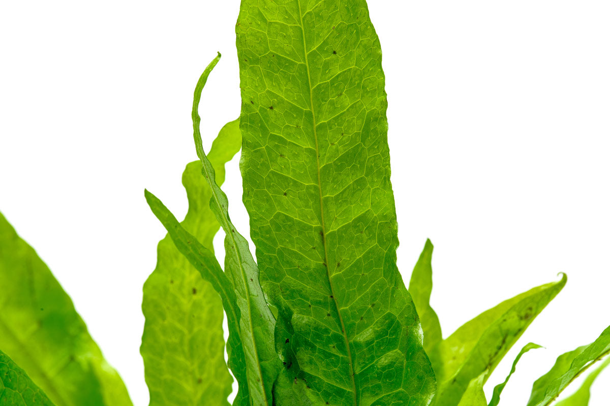 Java Fern Microsorum Pteropus Philippine Live Aquatic Plant