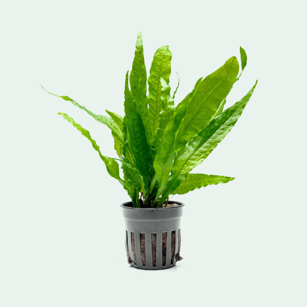 Java Fern Microsorum Pteropus Philippine Live Aquatic Plant