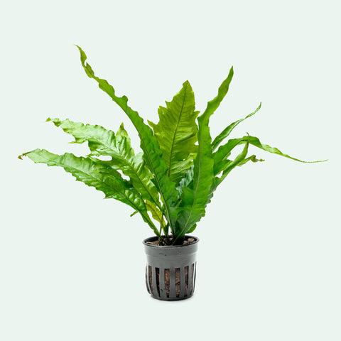 Microsorum Pteropus Java Fern Sunrise Easy Beginner Aquarium Plant