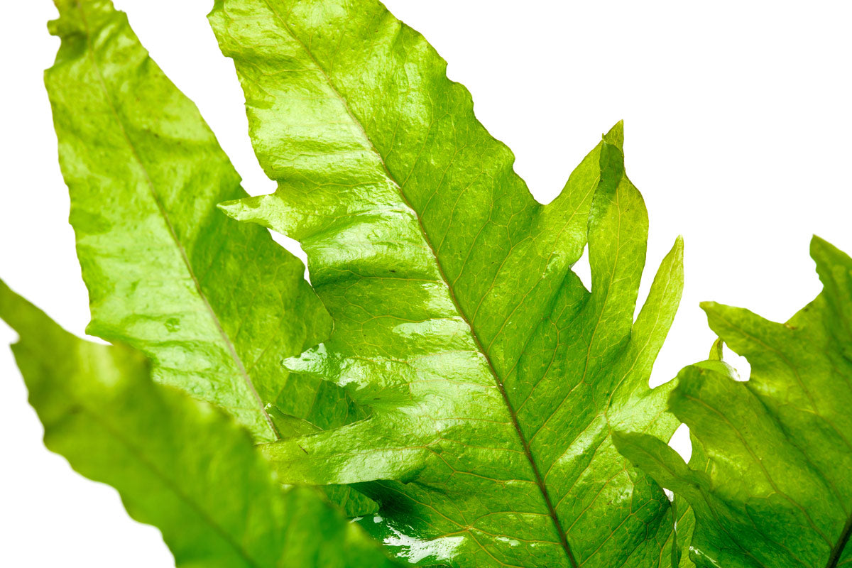 Microsorum Pteropus Java Fern Sunrise Easy Beginner Aquarium Plant