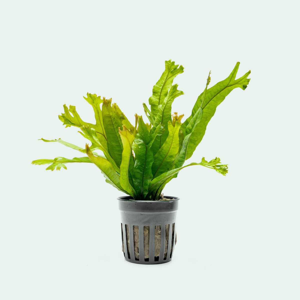 Java Fern Thors Hammer Easy Beginner Aquarium Terrarium Fern Plant