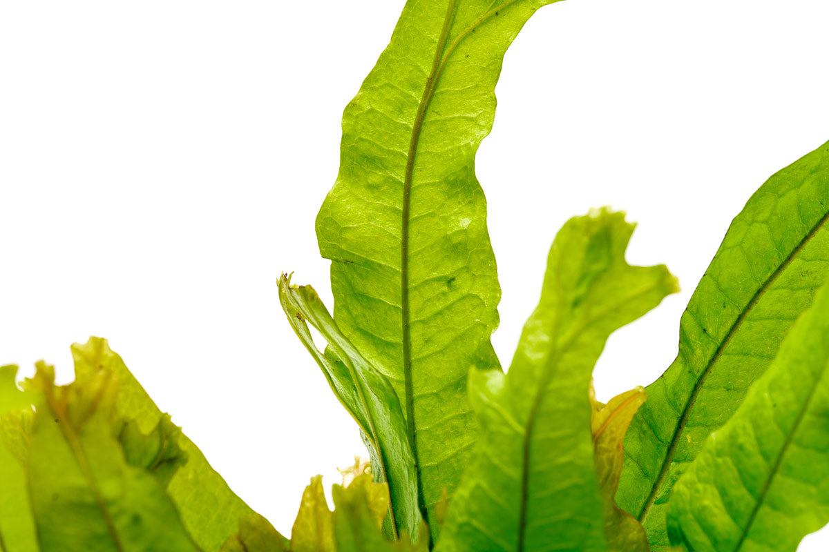 Java Fern Thors Hammer Easy Beginner Aquarium Terrarium Fern Plant