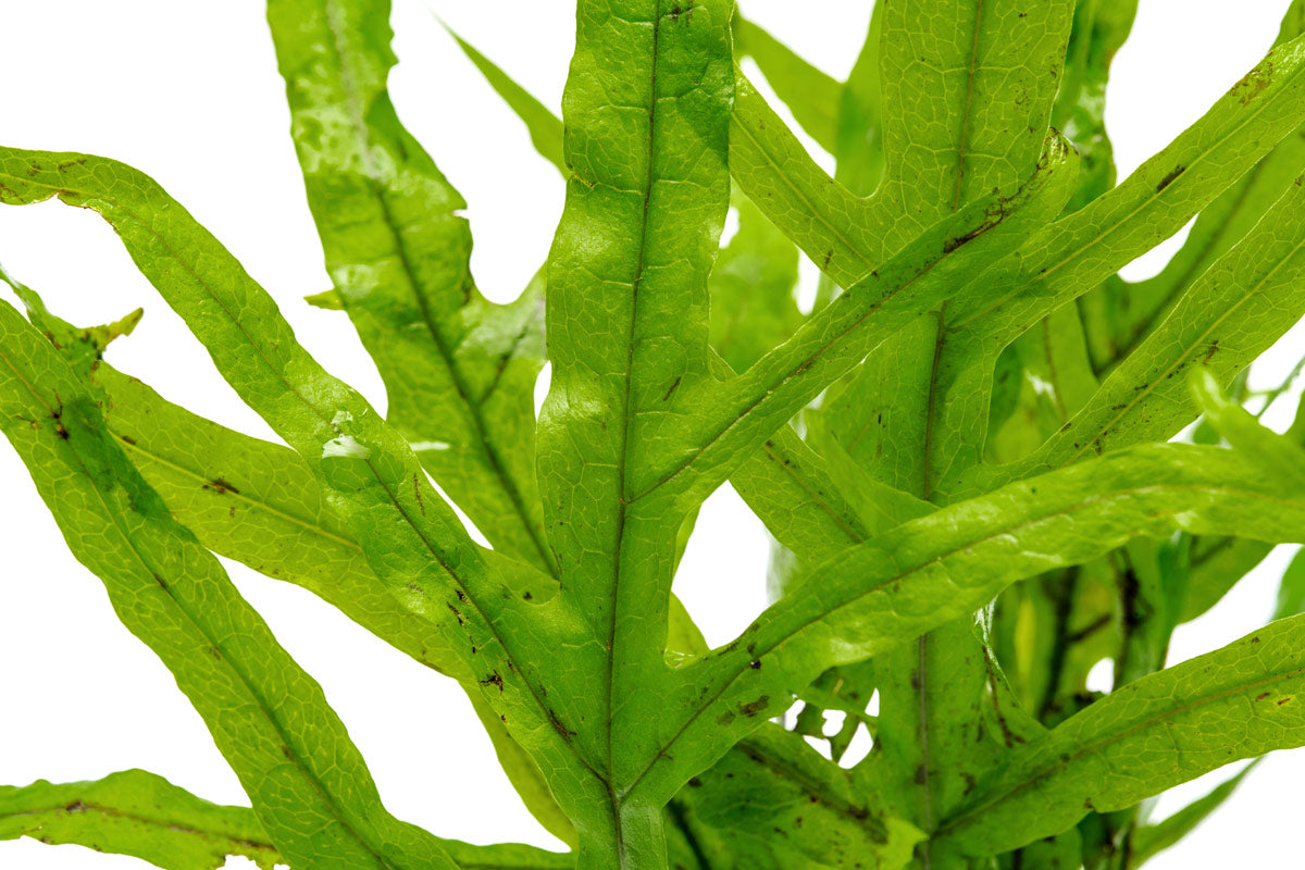 Java Fern Microsorum Pteropus Trident Live Aquatic Plant – Glass Aqua