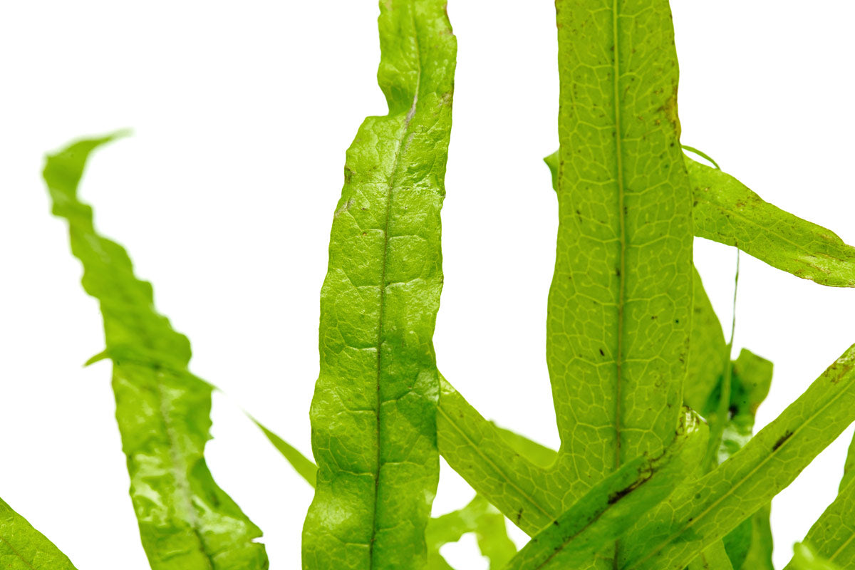 Shop Microsorum Pteropus Trident Aquatic Plants - Glass Aqua