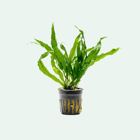 Microsorum Pteropus Java Fern Soft Leaf Live Aquatic Fern | Shop Plants - Glass Aqua