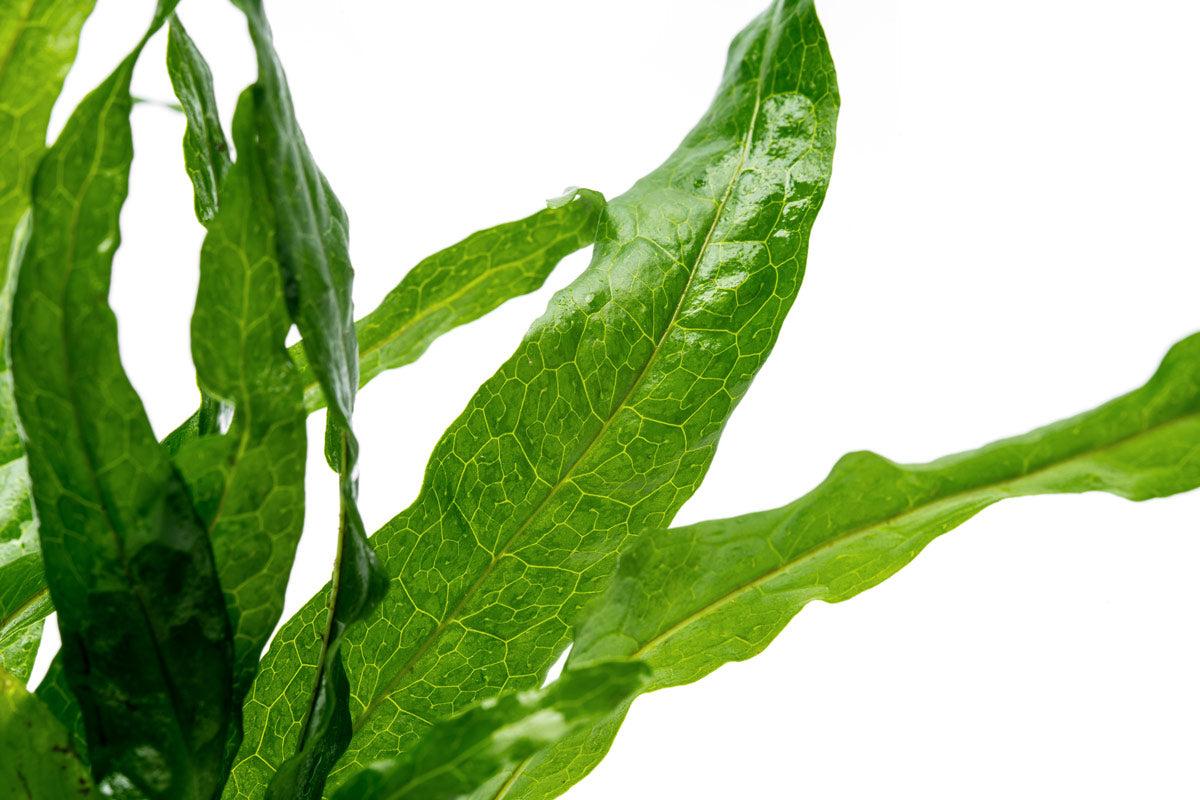 Microsorum Pteropus Java Fern Soft Leaf Live Aquatic Fern | Shop Plants - Glass Aqua