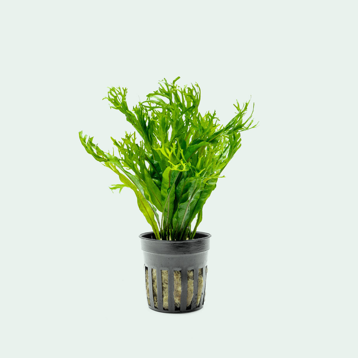 Java Fern Microsorum Pteropus 'Windelov' Live Aquatic Plant – Glass Aqua