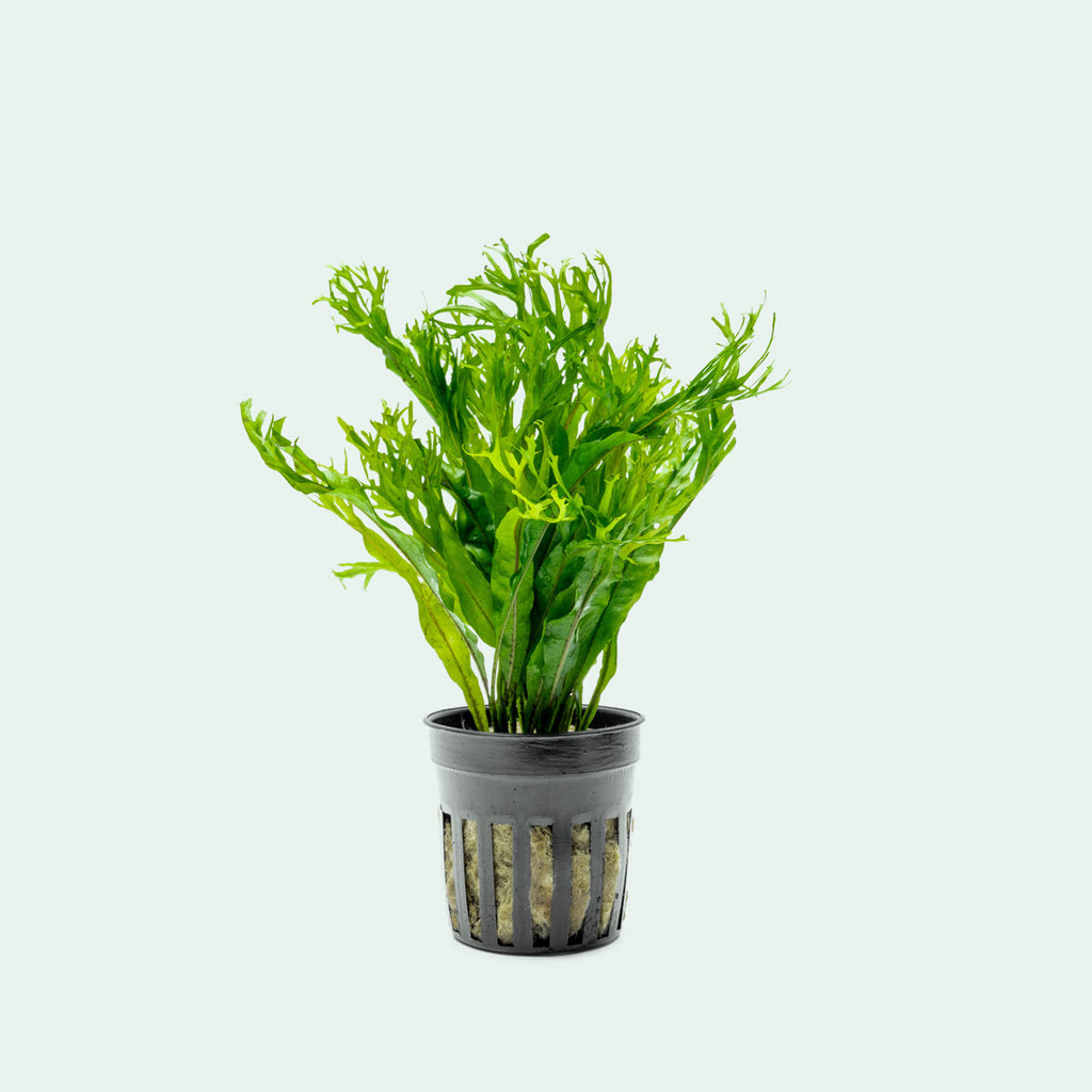 Microsorum Pteropus 'Windelov' - Glass Aqua