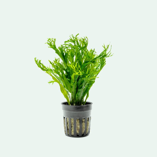Microsorum Pteropus 'Windelov' - Glass Aqua