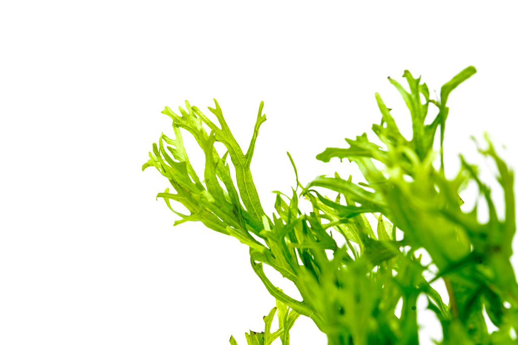 Microsorum Pteropus 'Windelov' - Glass Aqua