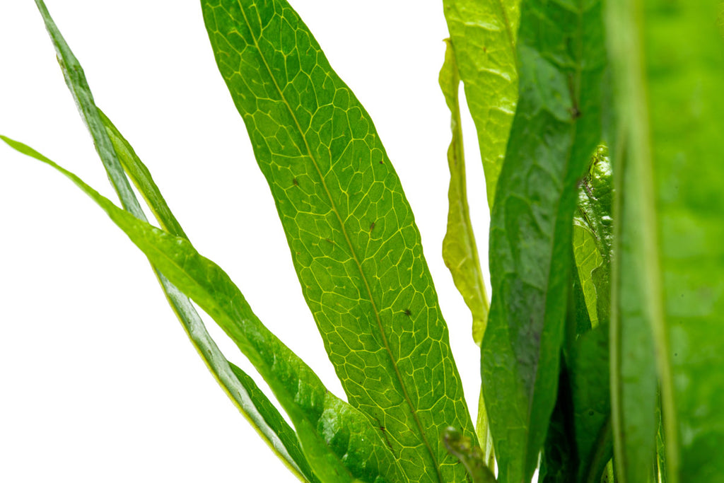 Microsorum Pteropus Java Fern Black Forest Hardy Leaf Aquatic Plant ...