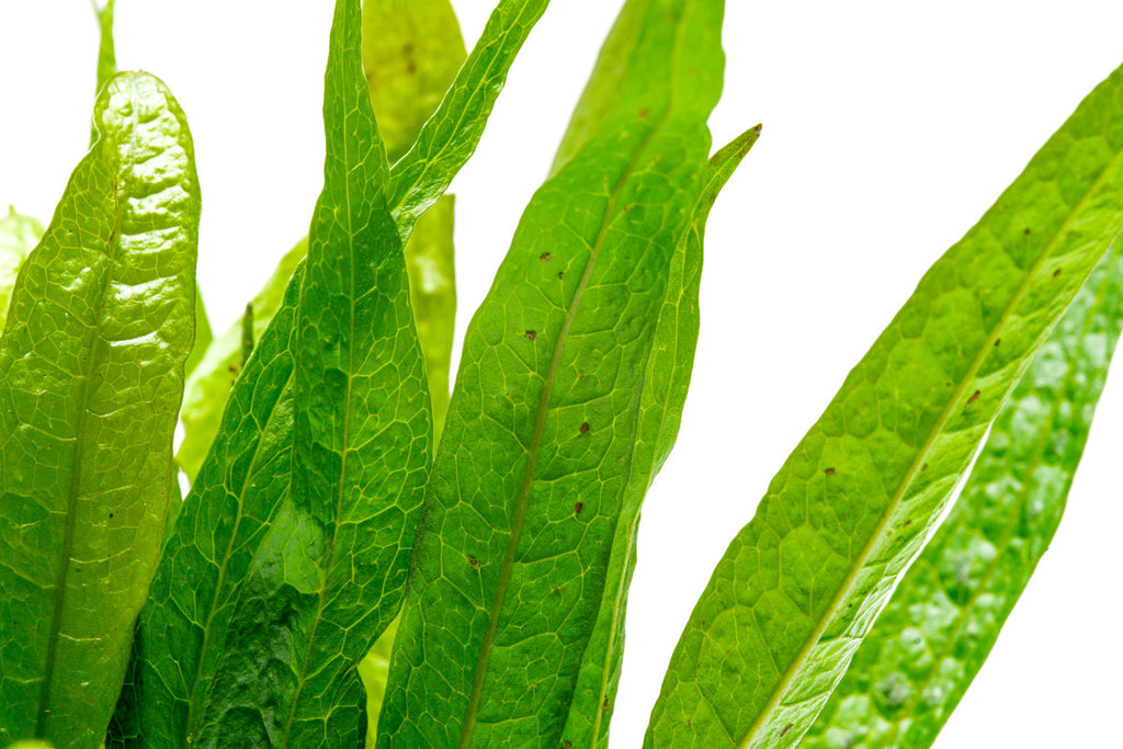 Microsorum Pteropus Java Fern Black Forest Hardy Leaf Aquatic Plant ...