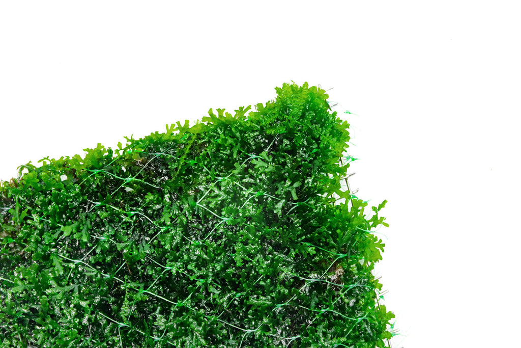 Shop Mini Pellia Large Mat Aquatic Plants - Glass Aqua