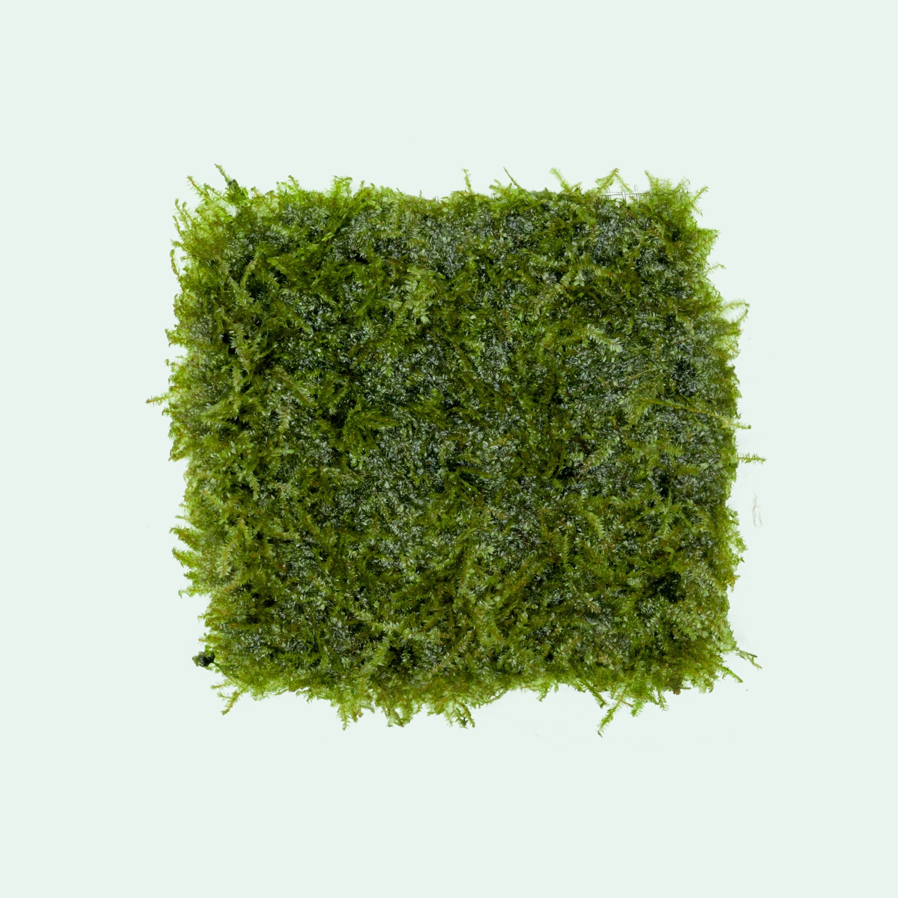 Mini Taiwan Moss - Live Aquarium Moss | Glass Aqua