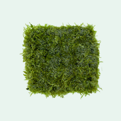 Taxiphyllum Alternans Mini Taiwan Moss for Planted Aquariums and Aquascaping