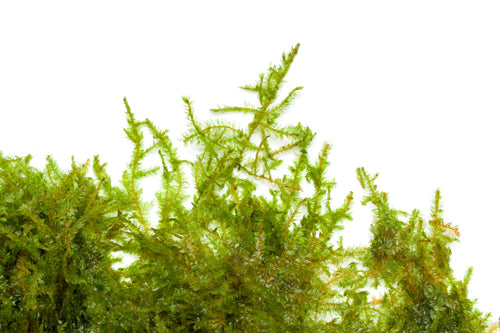 Close Up of Mini Taiwan Moss for Planted Aquariums and Aquascaping