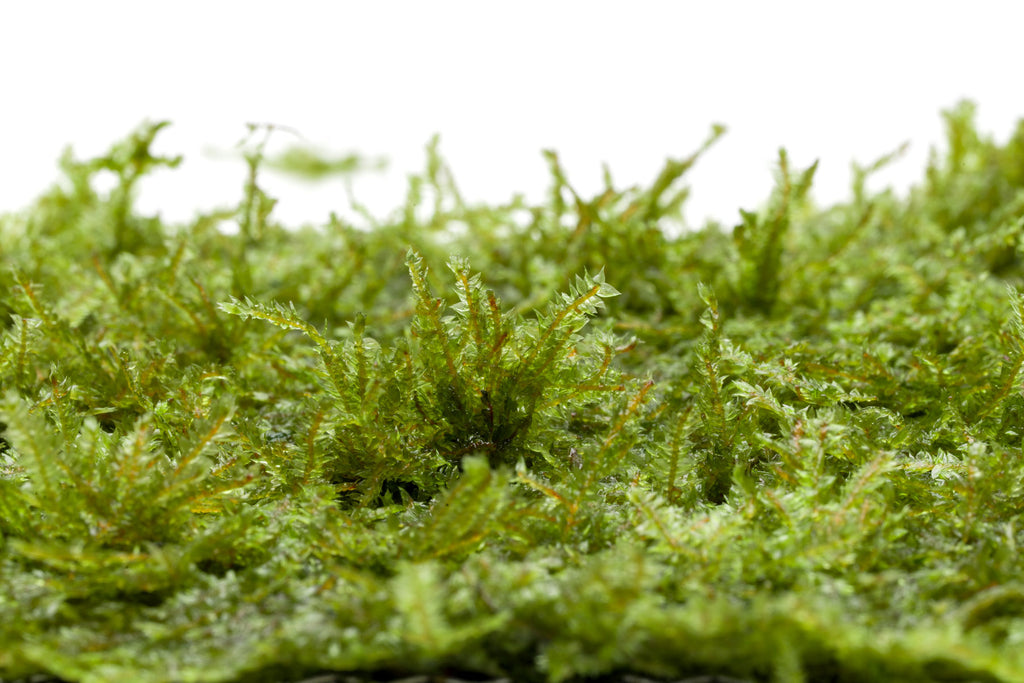 Mini Taiwan Moss Bright Green Aquarium Moss for Planted Tanks and Aquascaping