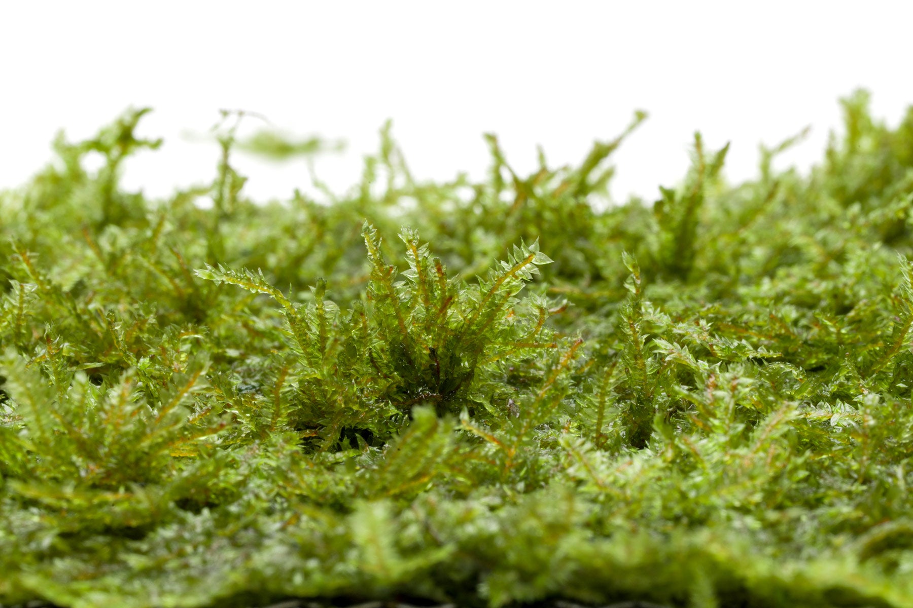 Mini Taiwan Moss Bright Green Aquarium Moss for Planted Tanks and Aquascaping