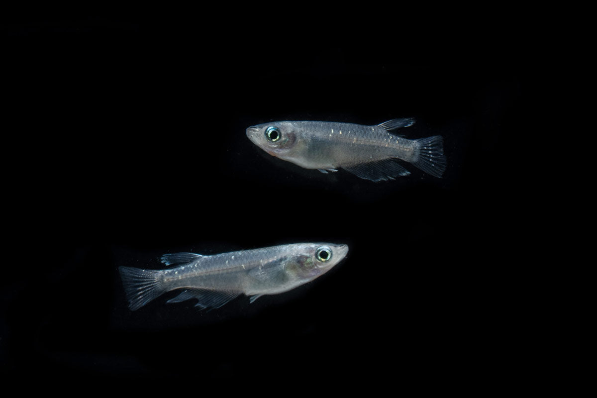 Peaceful japanese rice fish for planted aquariums and ponds.