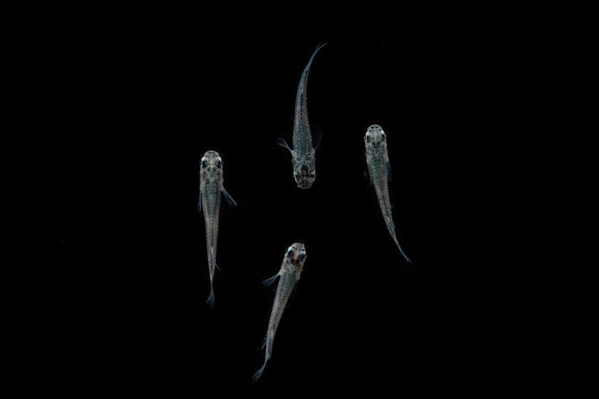 A group of Miyuki Black Medaka Japanese Killifish for ponds and planted aquariums