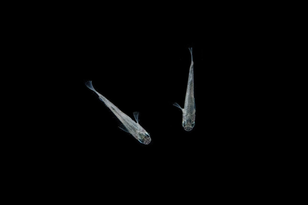Top down view of medaka rice fish
