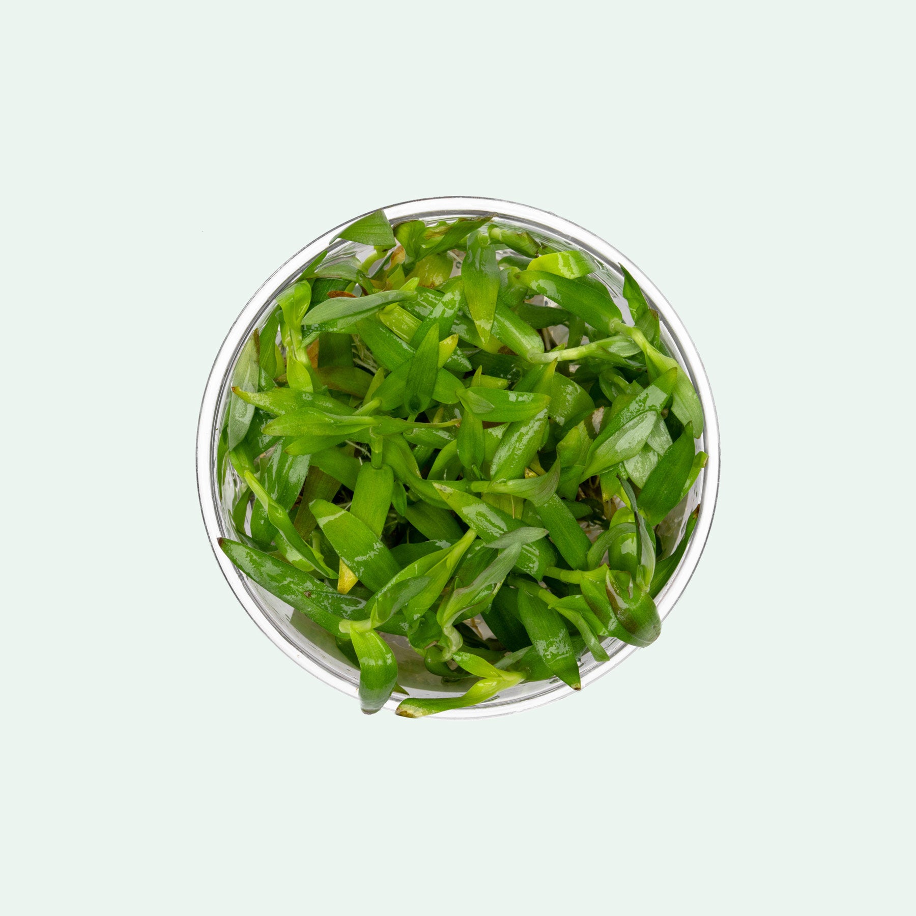 Murdannia keisak live aquarium stem plant with bamboo-like growth and appearance