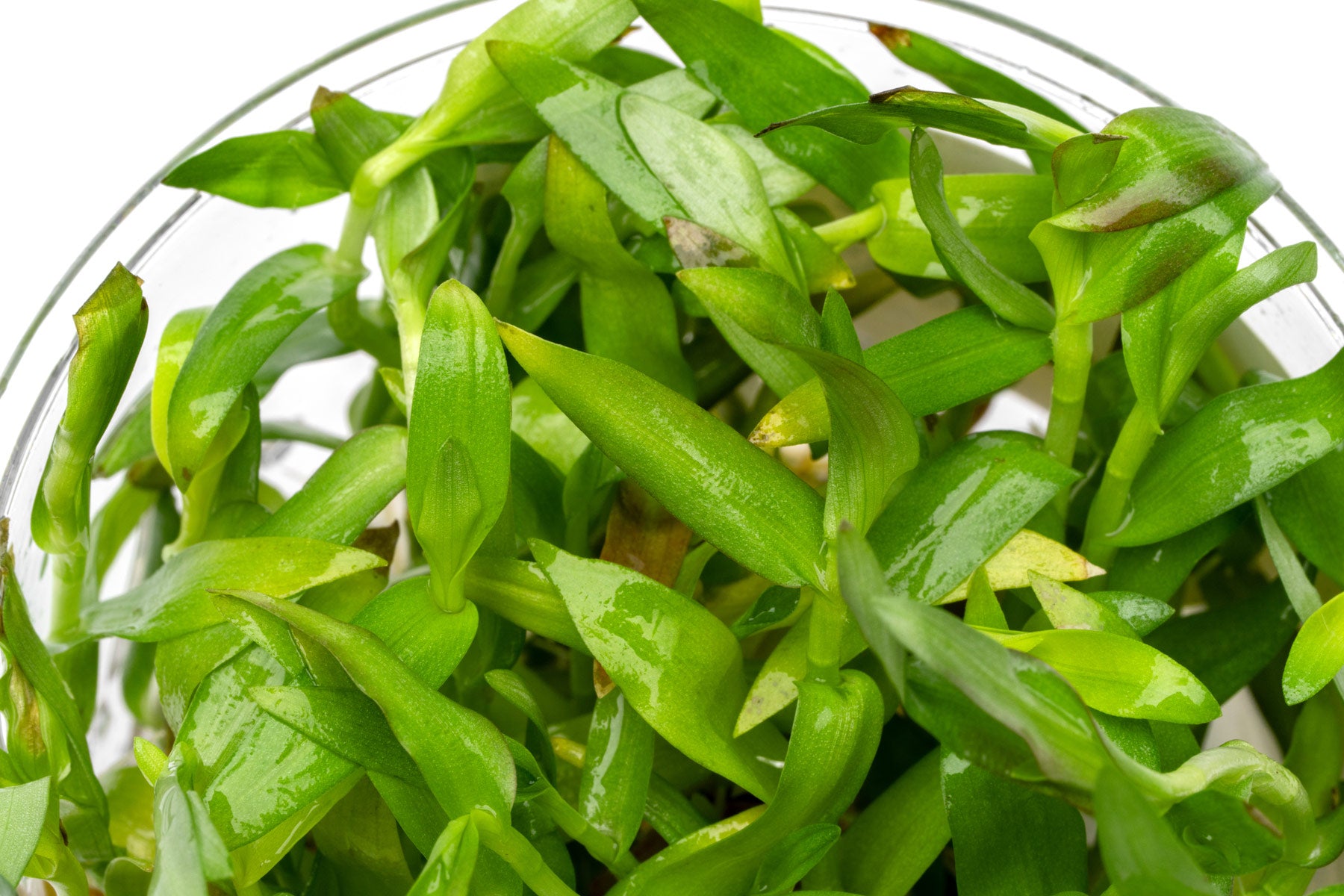 Murdannia keisak bamboo-like plant for planted aquariums and aquascaping