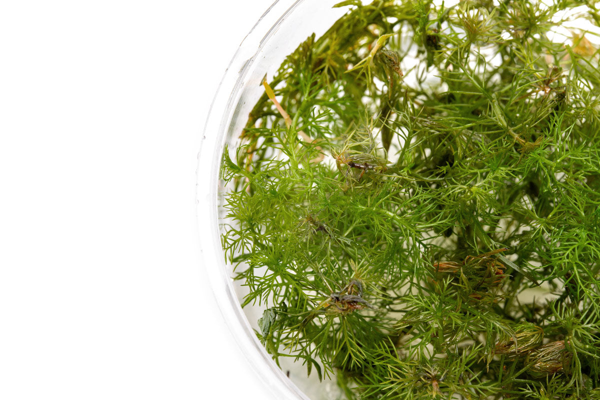Myriophyllum Roraima water milfoil red aquarium stem plant for planted tanks