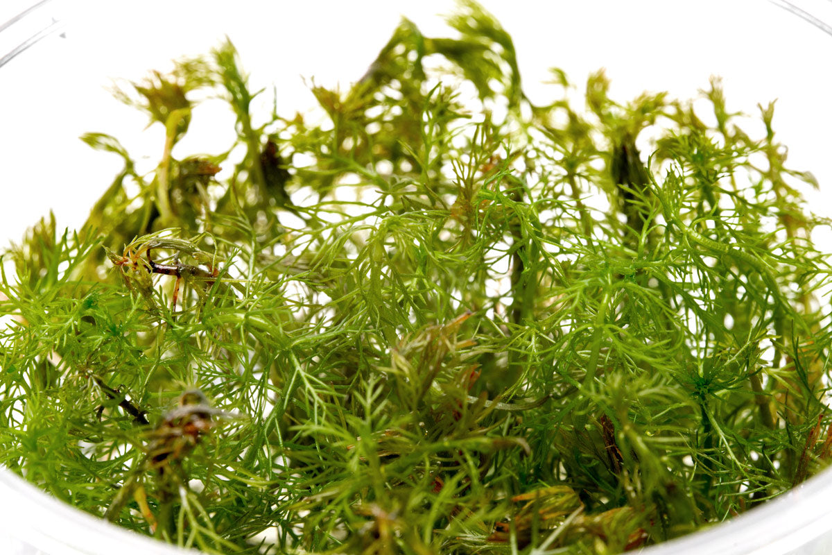 Myriophyllum Roraima water milfoil red aquarium stem plant for planted tanks