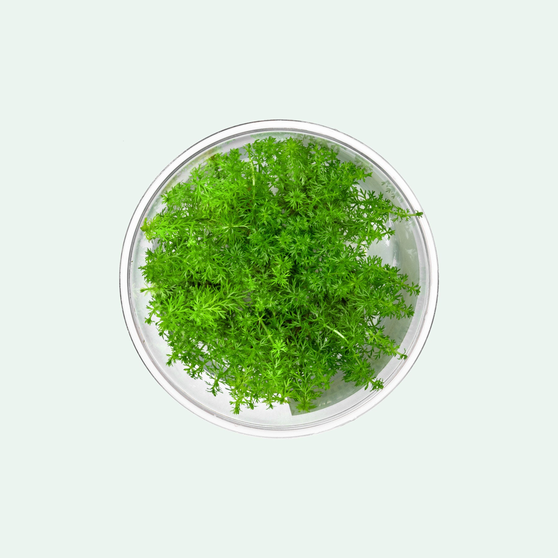 Myriophyllum elatinoides mini live tissue culture aquarium stem plant