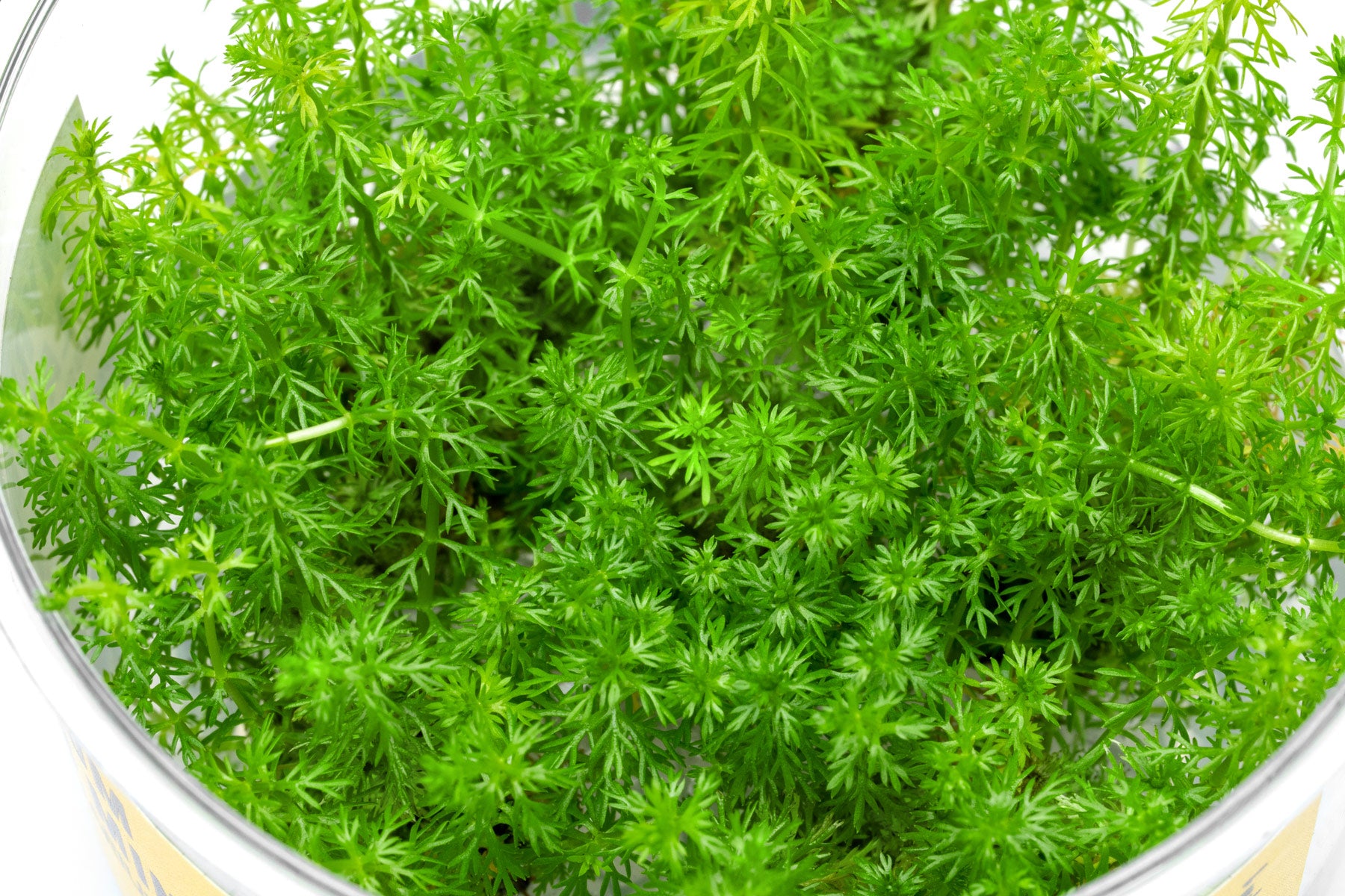 Tissue culture aquarium stem plant for planted tanks and aquascaping