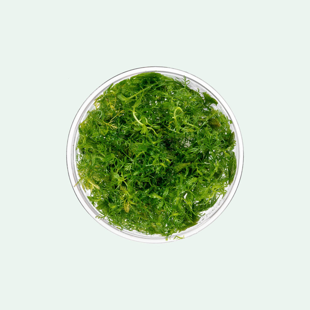 Myriophyllum elatinoides snowflake, a feathery aquarium stem plant for planted tanks and aquascaping