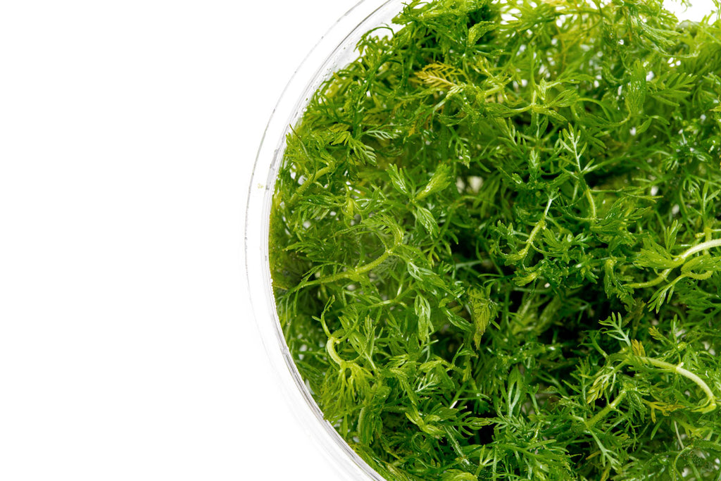 Myriophyllum elatinoides snowflake, a feathery aquarium stem plant for planted tanks and aquascaping