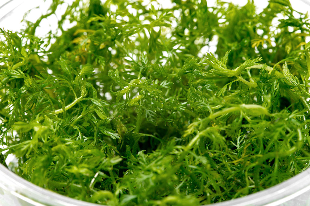 Myriophyllum elatinoides snowflake, a feathery aquarium stem plant for planted tanks and aquascaping