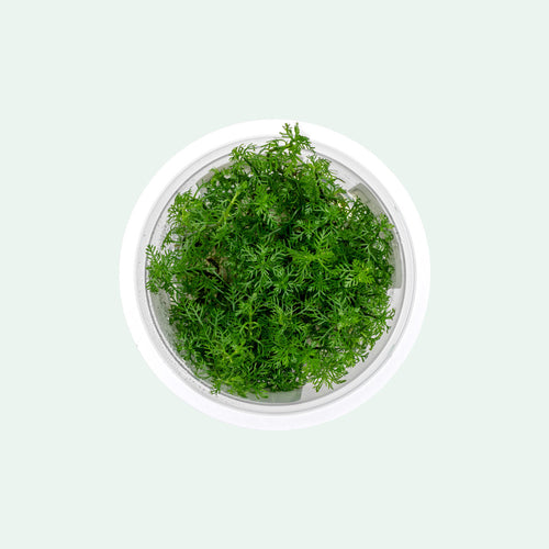 A fast-growing feathery aquatic plant for planted tanks.
