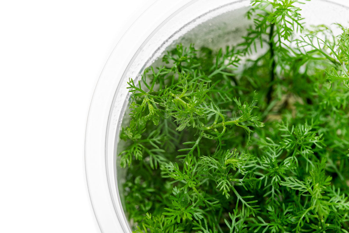 A fast-growing feathery aquatic plant for planted tanks.