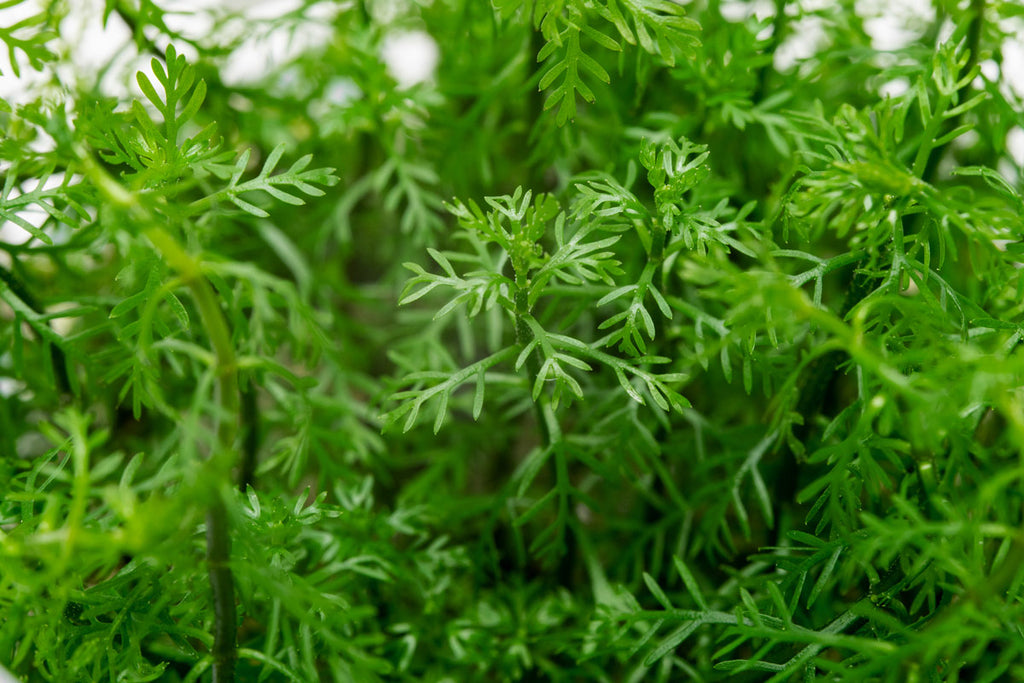 A fast-growing feathery aquatic plant for planted tanks.